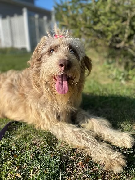Previous puppy